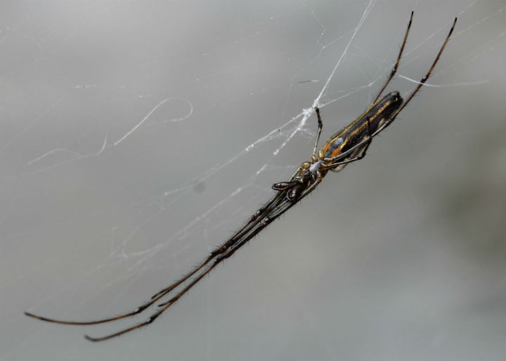 Long-jawed Orbweaver